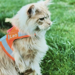 High Viz - Orange (Back Fastening) - Image 2