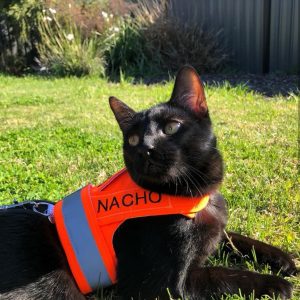 High Viz - Orange (Back Fastening) - Image 3