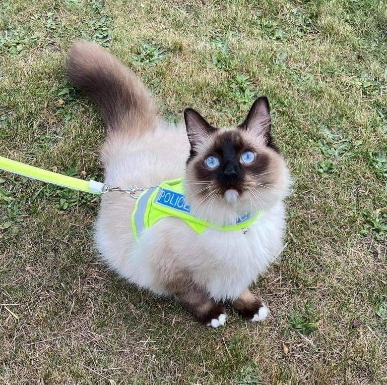 Cat harness argos cheap